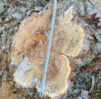 Tăiere ilicită de arbori depistată în fondul forestier Sturzeni, raionul Rîșcani