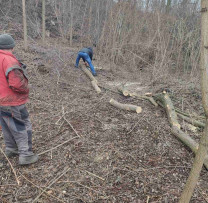 Inspectorii de mediu din Rîșcani dezvăluie un caz de tăiere ilegală a arborilor