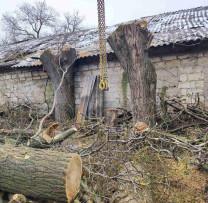 Inspectorii de mediu din Ștefan Vodă sancționează tăierile ilegale de arbori: Amenzi și recuperarea prejudiciilor