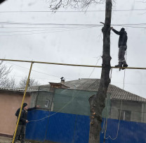 Acțiune ilegală: Tăierea neautorizată a unui arbore de tei în Bălți atrage sancțiuni severe