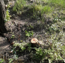 Inspectorii de Mediu din Șoldănești Combat Tăierile Ilegale de Arbori