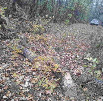 Inspectorii de mediu din Hîncești combat tăierile ilegale de arbori în fondul forestier