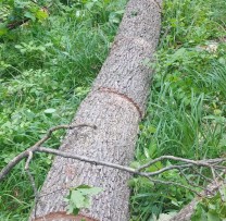 RAZII DE AMPLOARE ÎN STRĂȘENI ȘI ORHEI: CONTRACARAREA BRACONAJULUI ȘI A TĂIERILOR ILICITE DE ARBORI
