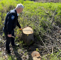 Tăiere ilegală de arbori în fâșia de protecție a râului Bâc, descoperită de inspectorii de mediu din Călărași