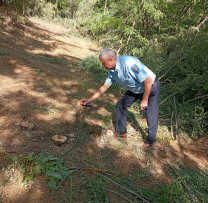 Inspectorii de mediu din Șoldănești au depistat o tăiere ilicită de arbori în fondul forestier din Dobrușa