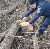 Tăieri Ilicite de Arbori în localitatea Braniște, raionul Rîșcani