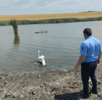 Lebăda găsită în apropierea unui pârâu din Ștefan Vodă primește ajutor și este eliberată în siguranță
