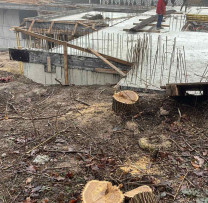 Tăieri ilegale de arbori în Chișinău