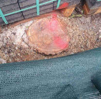 Tăiere ilicită de arbori depistată pe traseul R-1 Călărași–Sipoteni