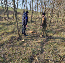 Tăieri ilegale de salcâm alb descoperite în Pociumbeni –de către inspectorii de mediu din raionul Rîșcani