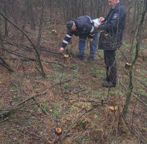 Tăieri ilegale depistate de către inspectorii de mediu din Edineț: prejudiciu de peste 44 de mii de lei