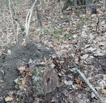 Operațiune de Succes a Inspectorilor de Mediu împotriva Braconajului și Tăierilor Ilicite în Ocolul Silvic Bravicea, Călărași