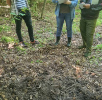 Inspectorii de mediu din Dondușeni au depistat cazuri de ambrozie și tăieri ilegale de arbori