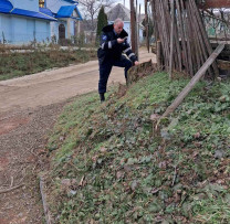 Tăieri ilicite de arbori descoperite la Crăsnășeni: Inspectorii de mediu din Telenești au aplicat sancțiuni