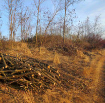 Descoperirea Arborilor Tăiați Neautorizat în Ștefan Vodă