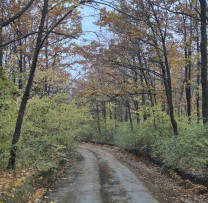 Tăieri Ilegale de Arbori în Sărata Nouă: Doi Bărbați Prinși în Flagrant