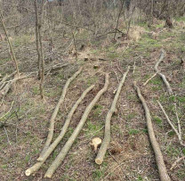 Tăieri ilegale în fâșiile forestiere de protecție din Recea: Făptaș identificat și sancționat de inspectorii de mediu din Strășeni