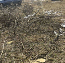 Tăiere ilegală de arbori la Bilicenii Vechi: contravenient sancționat de inspectorii de mediu din Sîngerei