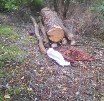Inspectorii de Mediu din Rîșcani și Pădurarul din localitatea Malinovscoe Iau Măsuri Împotriva Tăierilor Abuzive de Lemn