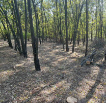 Cetățean din Tătărăști, Prins Tăind ilegal Salcâmi din Fondul Forestier