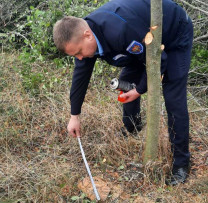 Razie de mediu în Mihăileni: Oprire a tăierilor ilegale de arbori pentru protejarea câmpurilor agricole