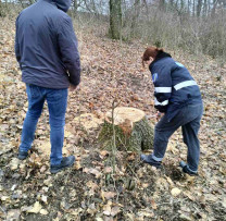 Tăiere ilegală de stejar descoperită de inspectorii de mediu din Ocnița
