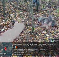 Caz de braconaj descoperit la Ungheni: un mistreț capturat ilegal cu laț-capcană