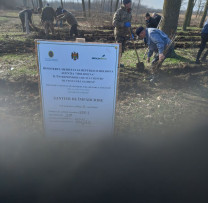 Inspectorii de mediu din Glodeni plantează stejar în cadrul Programului Național de Extindere și Reabilitare a Pădurilor