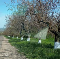 Acțiuni de primăvară în raionul Soroca: Localitățile se transformă prin curățenie și amenajări