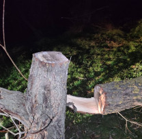 Inspectorii de mediu din Rîșcani au depistat tăieri ilegale în cadrul unei razii nocturne
