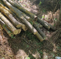 Tăieri Ilegale de Arbori și Folosință Neautorizată a Apelor în Raionul Dondușeni