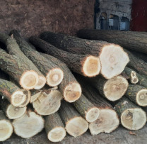 Inspectorii de Mediu și Poliția din Rîșcani au colaborat pentru a stopa tăierile ilegale de arbori