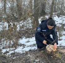 Razie Antebraconaj în Florești: Depistat Caz de Tăiere Ilicită