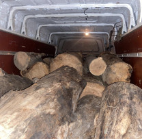 Inspectorii de Mediu din Fălești au descoperit un transport ilegal de masă lemnoasă