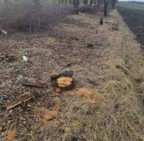 Inspectorii de mediu din Dondușeni au descoperit un caz de tăiere ilegală a arborilor