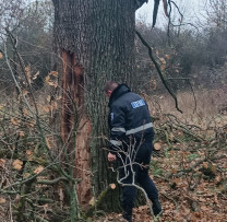 Tăiere ilegală de arbori descoperită de inspectorii de mediu în Lalova