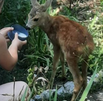 Puiul de căprioară găsit în localitatea Braniște, salvat și pregătit pentru eliberare în habitatul său natural