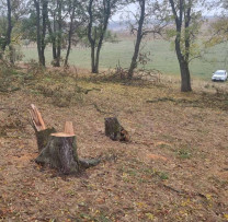 Tăieri ilegale de arbori și încălcări privind gestionarea deșeurilor