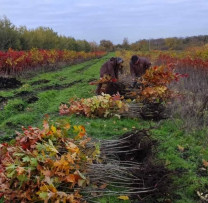 Hai să plantăm viitorul împreună! Moldova prinde rădăcini verzi!