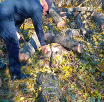 Inspectorii de mediu din Dondușeni depistează cazuri de tăiere ilegală