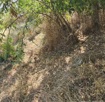 TĂIEREA ILEGALĂ A 15 ARBORI DIN ÎS ,,ÎNTREPRINDEREA PENTRU SILVICULTURĂ BĂLȚI”