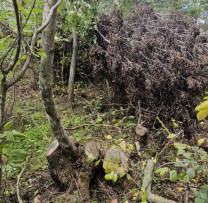 Razie a inspectorilor de mediu: 250 de arbori tăiați ilegal în Dondușeni