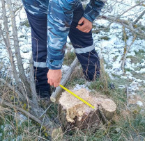 Tăieri ilegale masive de arbori descoperite în raionul Dondușeni