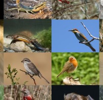 Ziua Internațională a Biodiversității, celebrată în fiecare an pe 22 mai, este o sărbătoare dedicată viețuitoarelor din întreaga lume.