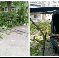 Amenzi dure impuse pentru distrugerea arborilor