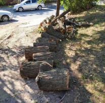Tăiere ilegală de arbori în orașul Florești: Inspectorii de Mediu au descoperit încălcări la Primăria din Florești