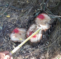 TĂIERE ILEGALĂ DE ARBORI CU PREJUDICIU CAUZAT MEDIULUI ÎN RAIONUL DONDUȘENI