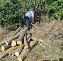 Tăiere ilegală de arbori în fâșia forestieră de protecție din Crișcăuți – două persoane prinse în flagrant