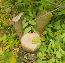 Inspectorii de mediu din Călărași au depistat tăieri ilicite de arbori în fondul forestier