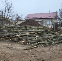 Amenzi Drastice pentru Tăierile Ilegale de Arbori în Cimișlia